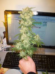 culture cannabis one bud