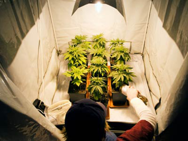 Awesome Cannabiculteur Interieure Photos - Ideeën Voor Thuis ... Awesome Cannabiculteur Interieure Photos - Ideeën Voor Thuis ...
