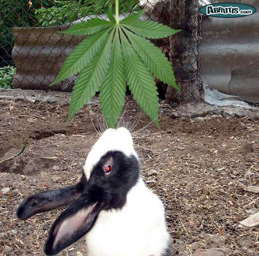 lapin_et_cannabis-3b6dd.jpg